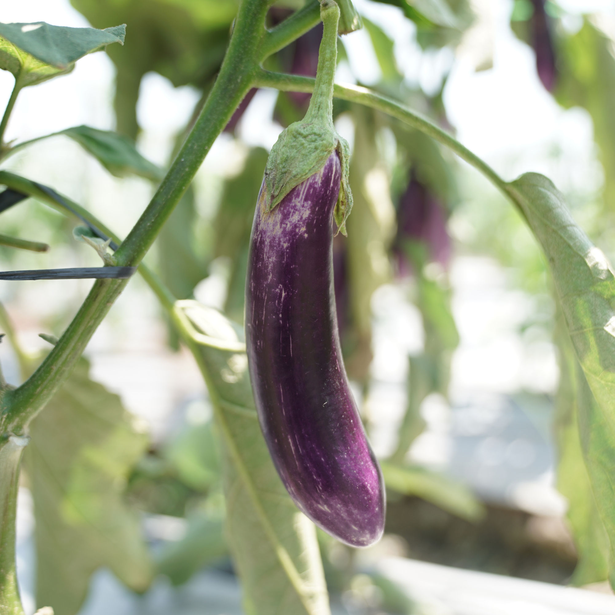 Eggplant Slim Jim Seeds by Piccolo Seeds