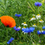 Thumbnail: Cornfield Annuals - Wildflower Mix (25g)