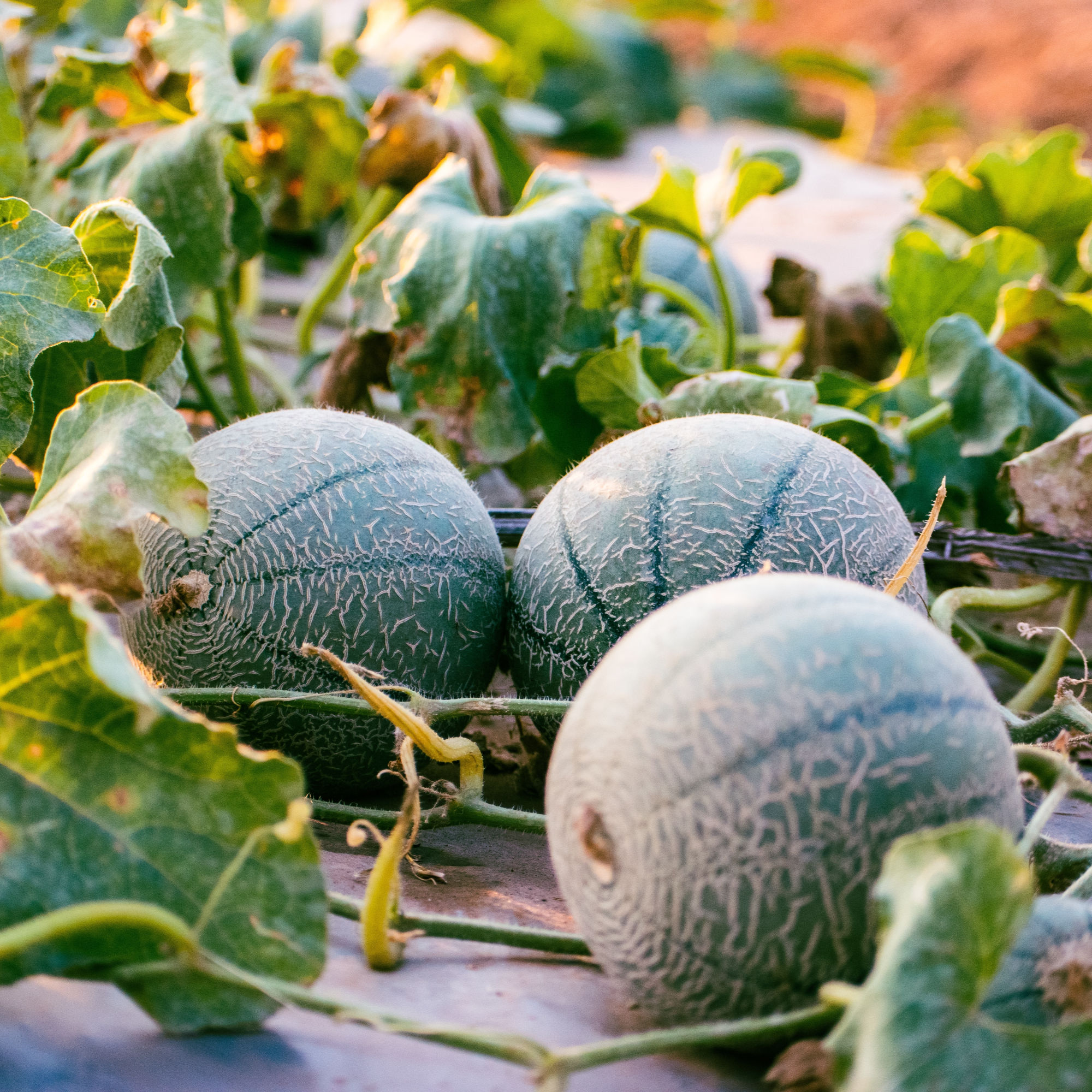 Petit Gris de Rennes Cantaloupe Melon Seeds by Piccolo Seeds