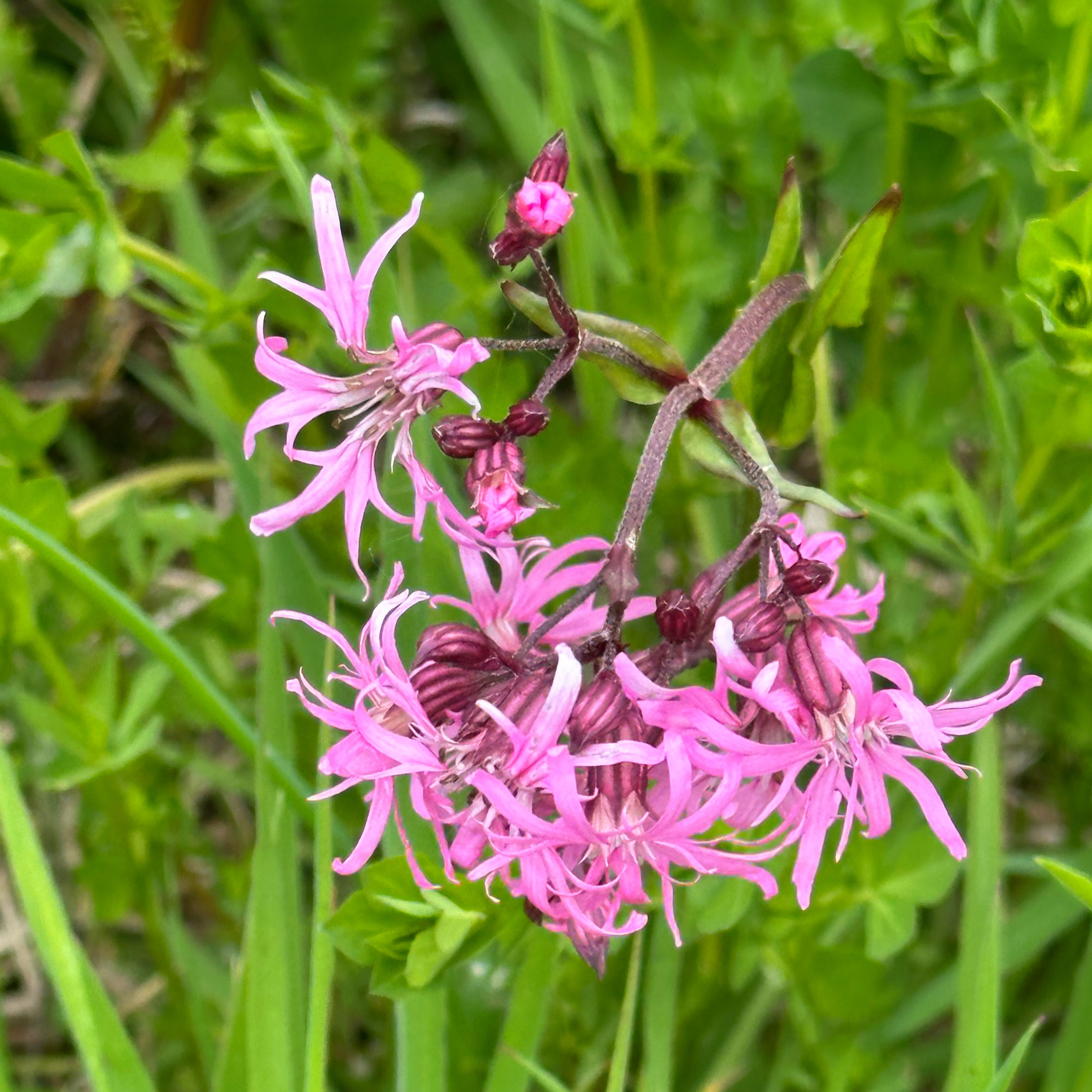 Ragged Robin Native Wildflower Seeds by Seed Revolution