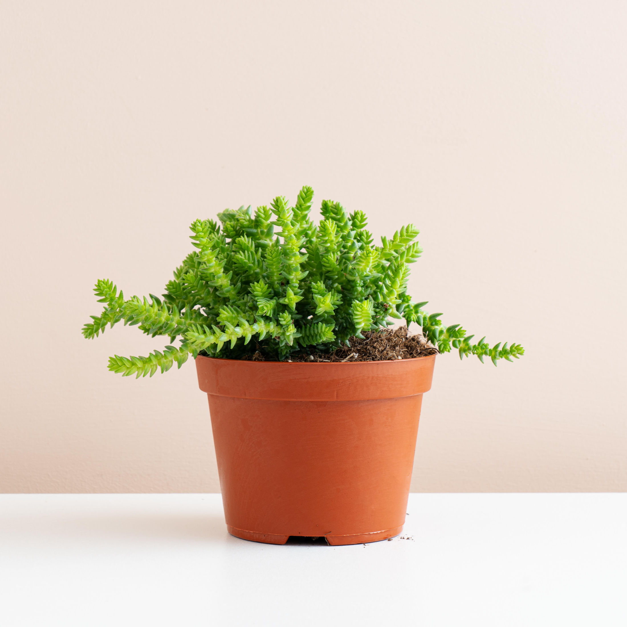 Crassula Muscosa - 11cm Pot