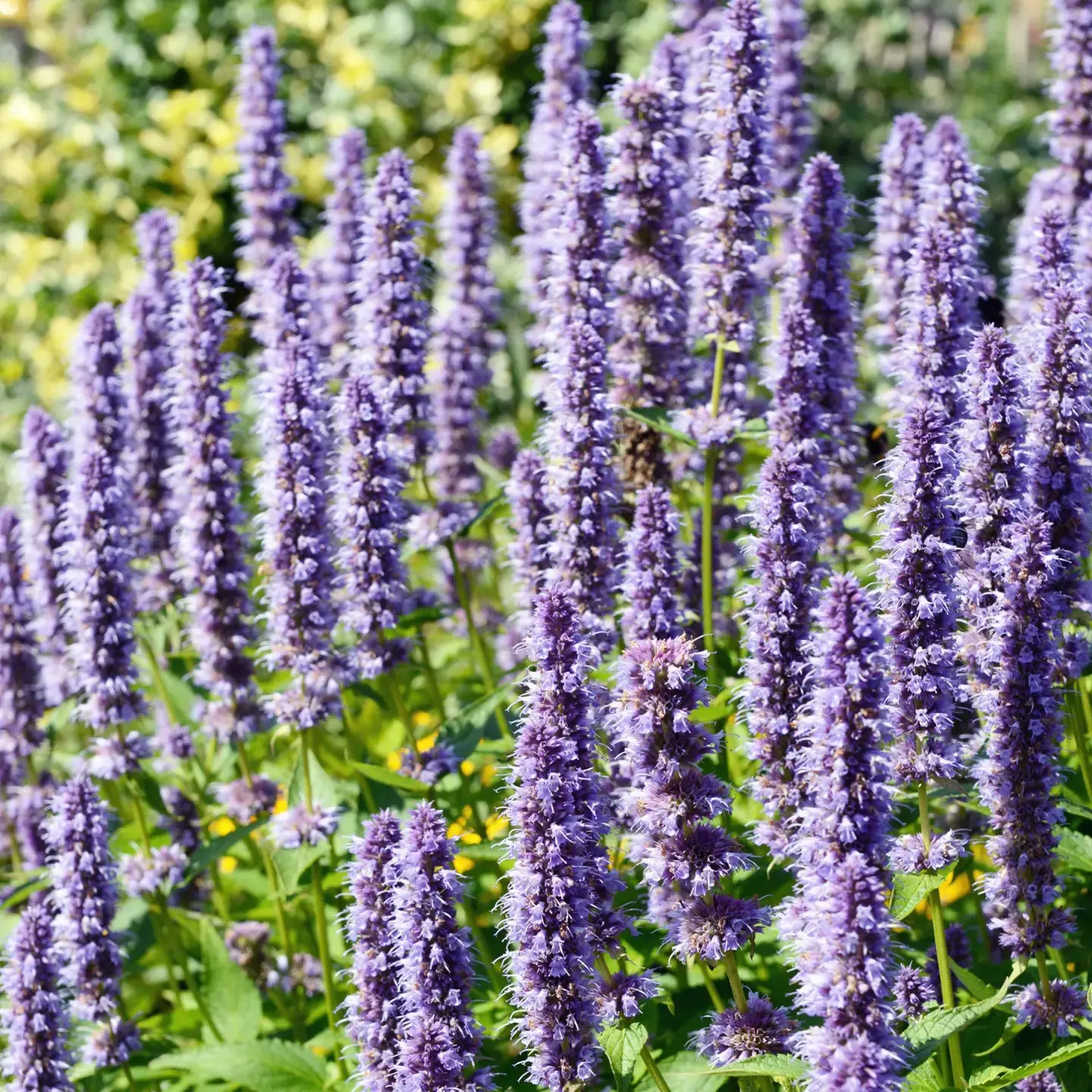 Agastache 'Astello Indigo' Seeds by Herboo