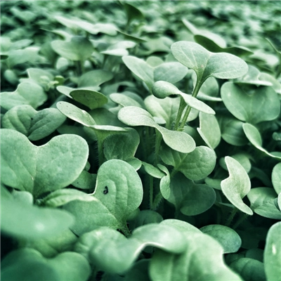 Thumbnail: Kale 'Green Curled Dwarf' Seeds by Herboo