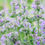Thumbnail: Catmint 'Nepeta Mussinii' Seeds by Herboo