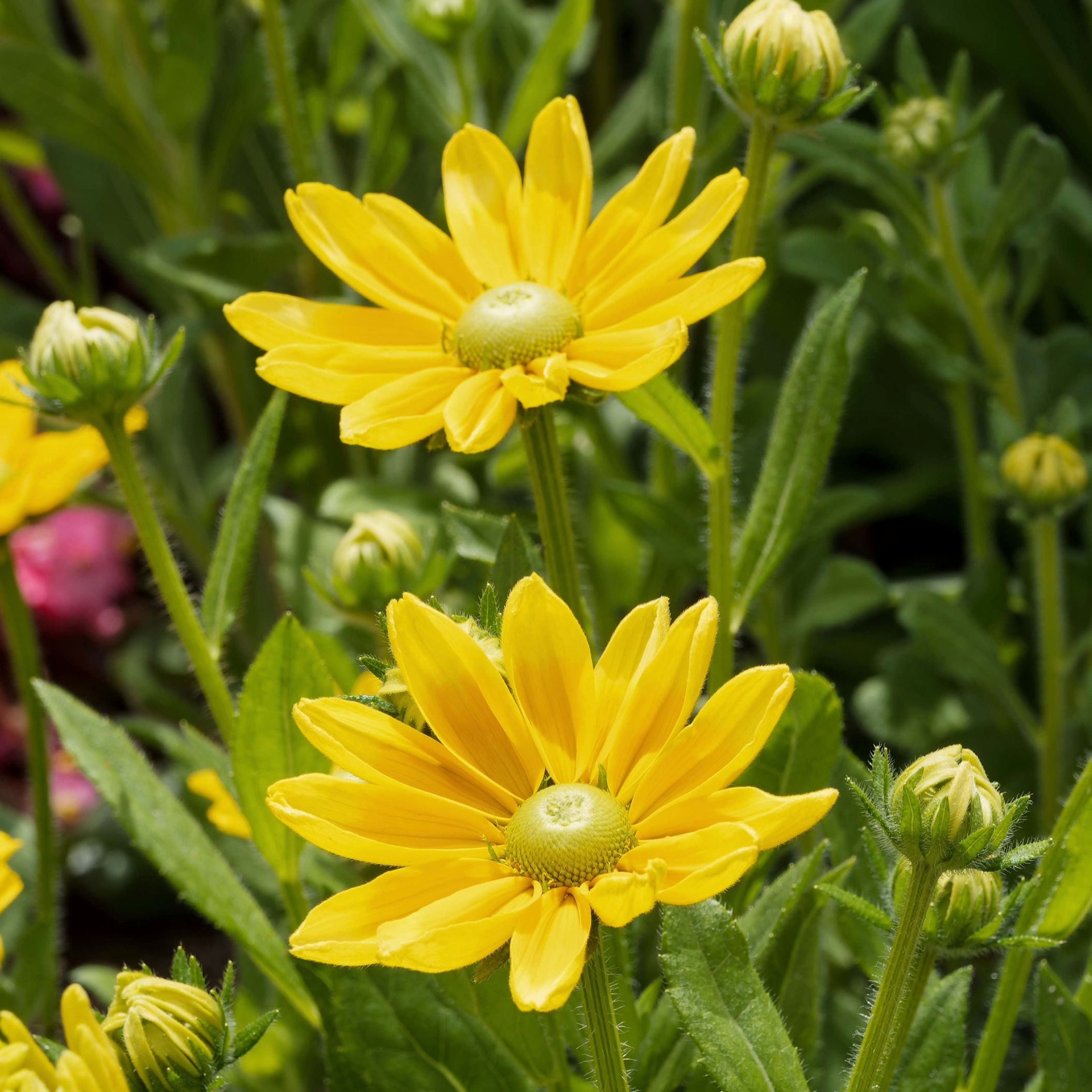 Rudbeckia Green Eyes Seeds by Piccolo Seeds