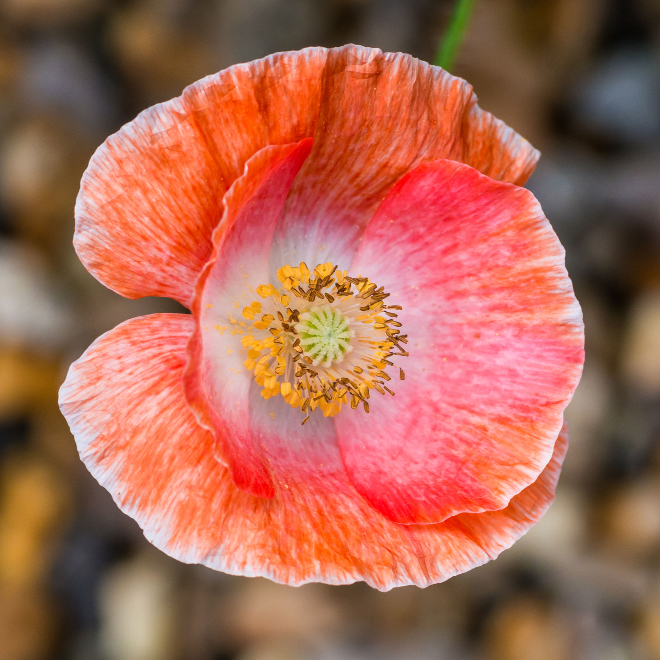 Poppy Falling in Love Seeds by Piccolo Seeds