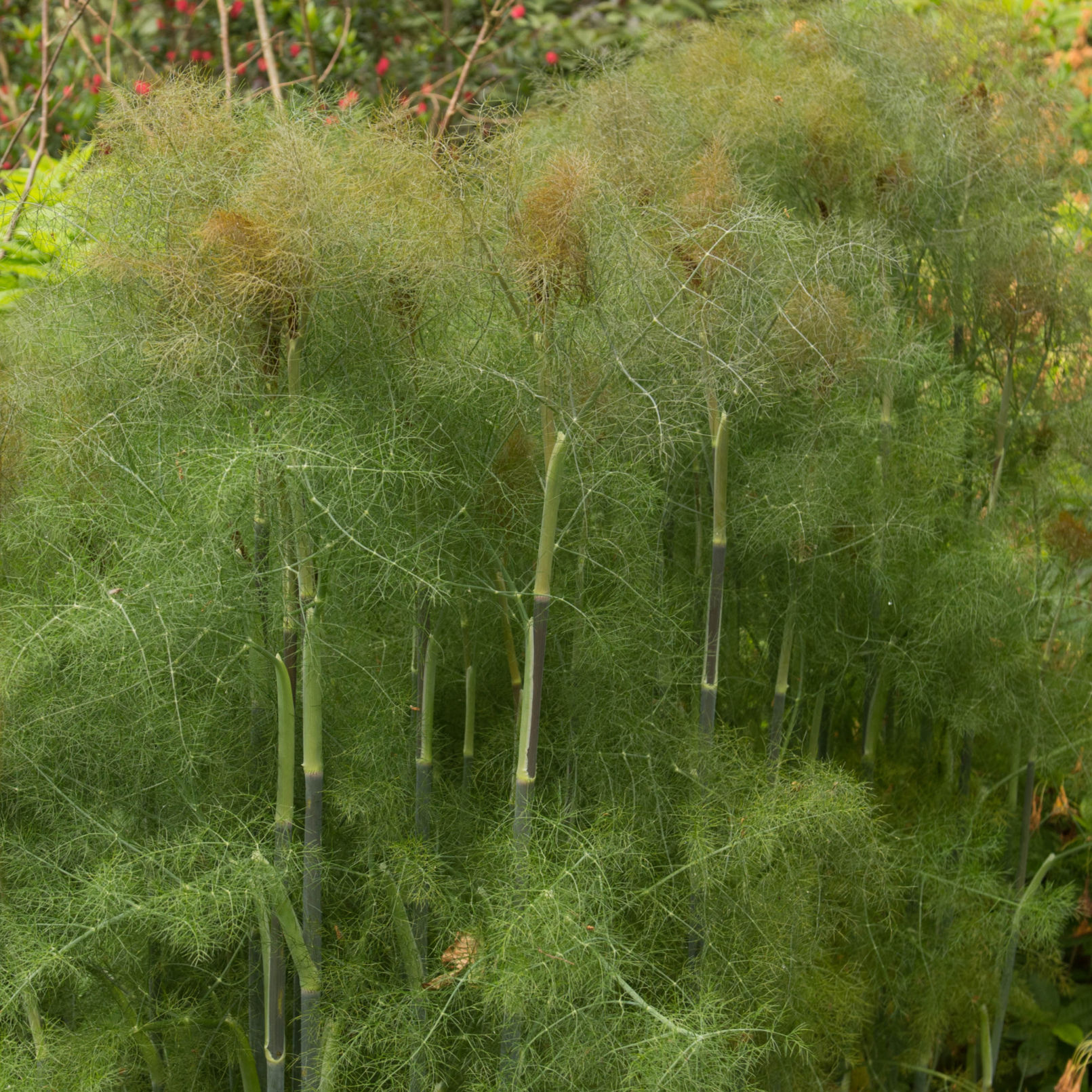 Bronze Fennel Seeds by Piccolo Seeds