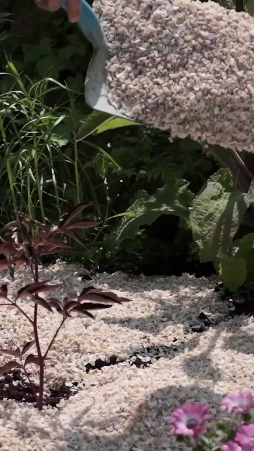 Thumbnail: Example of crushed whelk shells used for landscaping