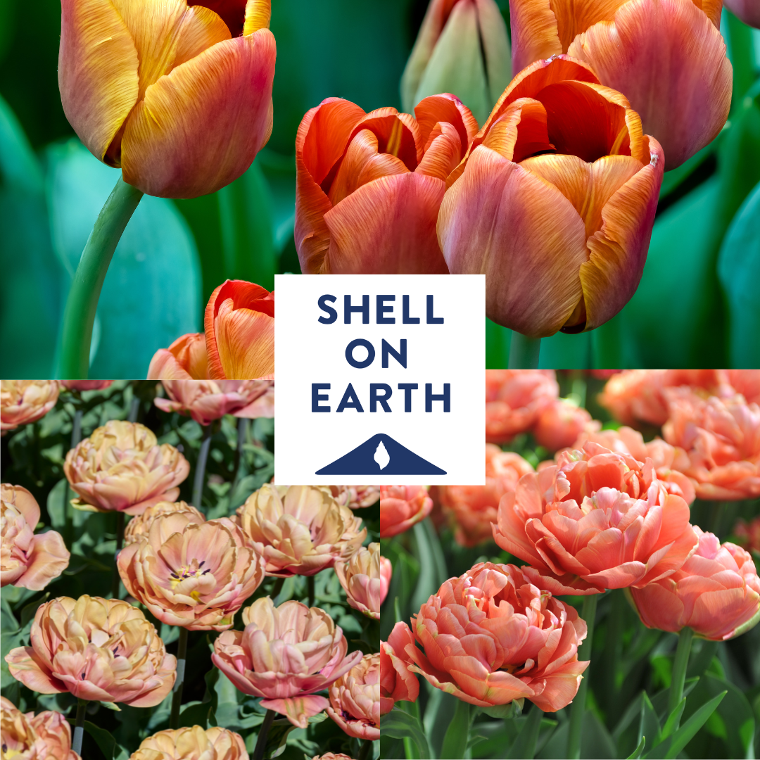 Warm Copper Tulip Collection