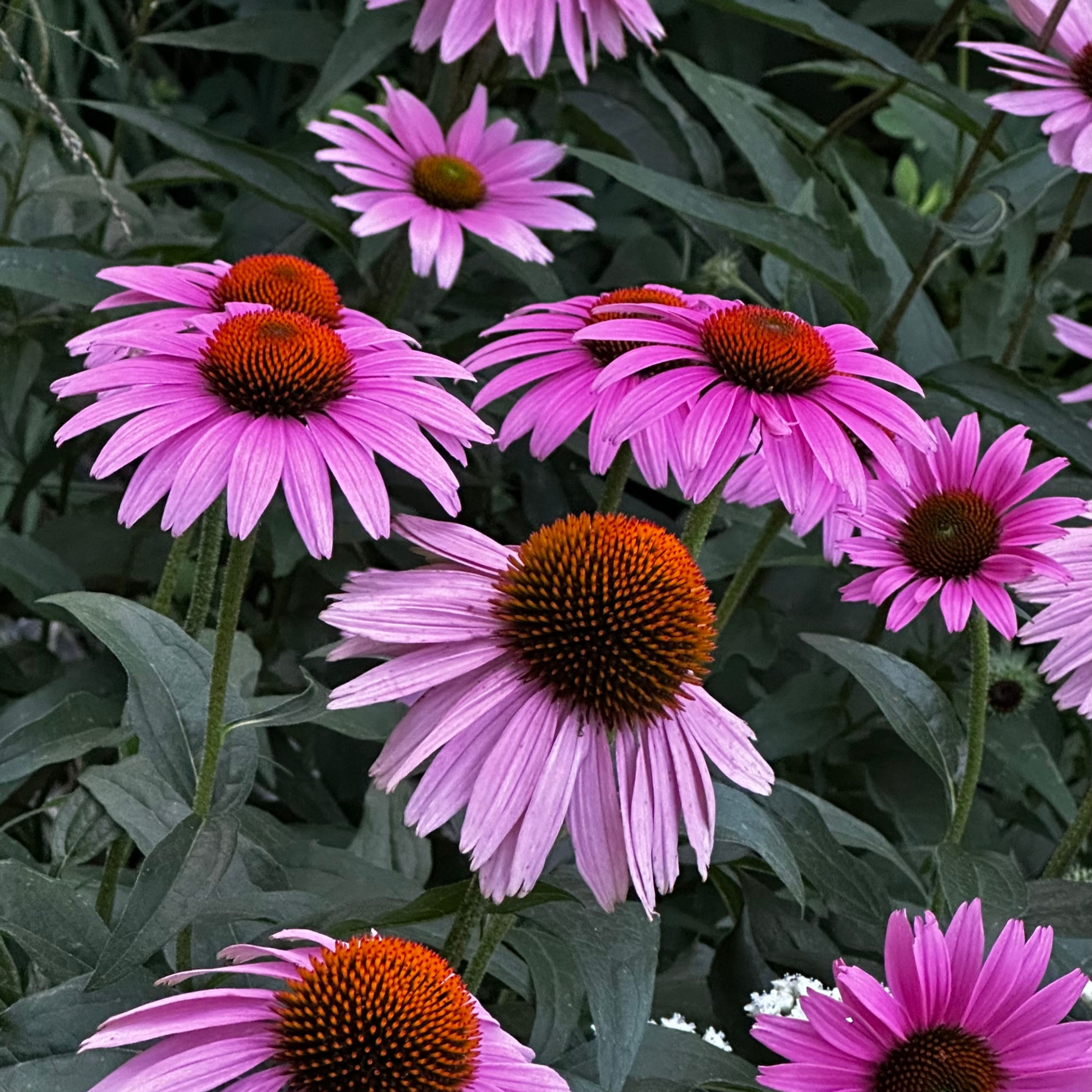 Echinacea Starlight Seeds by Piccolo Seeds