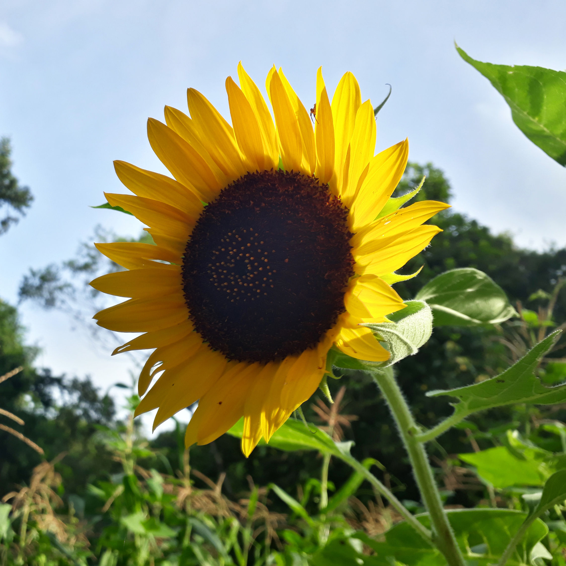 Taiyo Sunflower Seeds by Piccolo Seeds