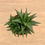 Thumbnail: Haworthia Limifolia- 12cm Pot
