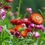 Thumbnail: Strawflower 'Giants Mixed' Seeds by Herboo
