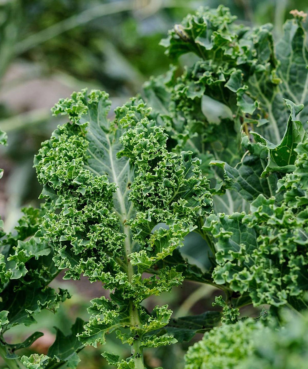 Thumbnail: Kitchen Garden Seed Grow Box by Herboo