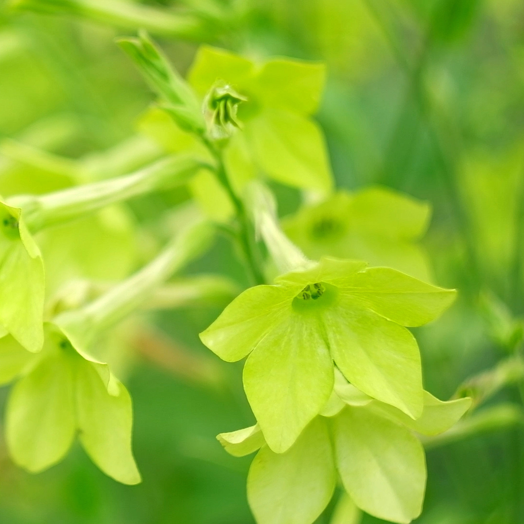 Nicotiana 'Lime Green' by Herboo
