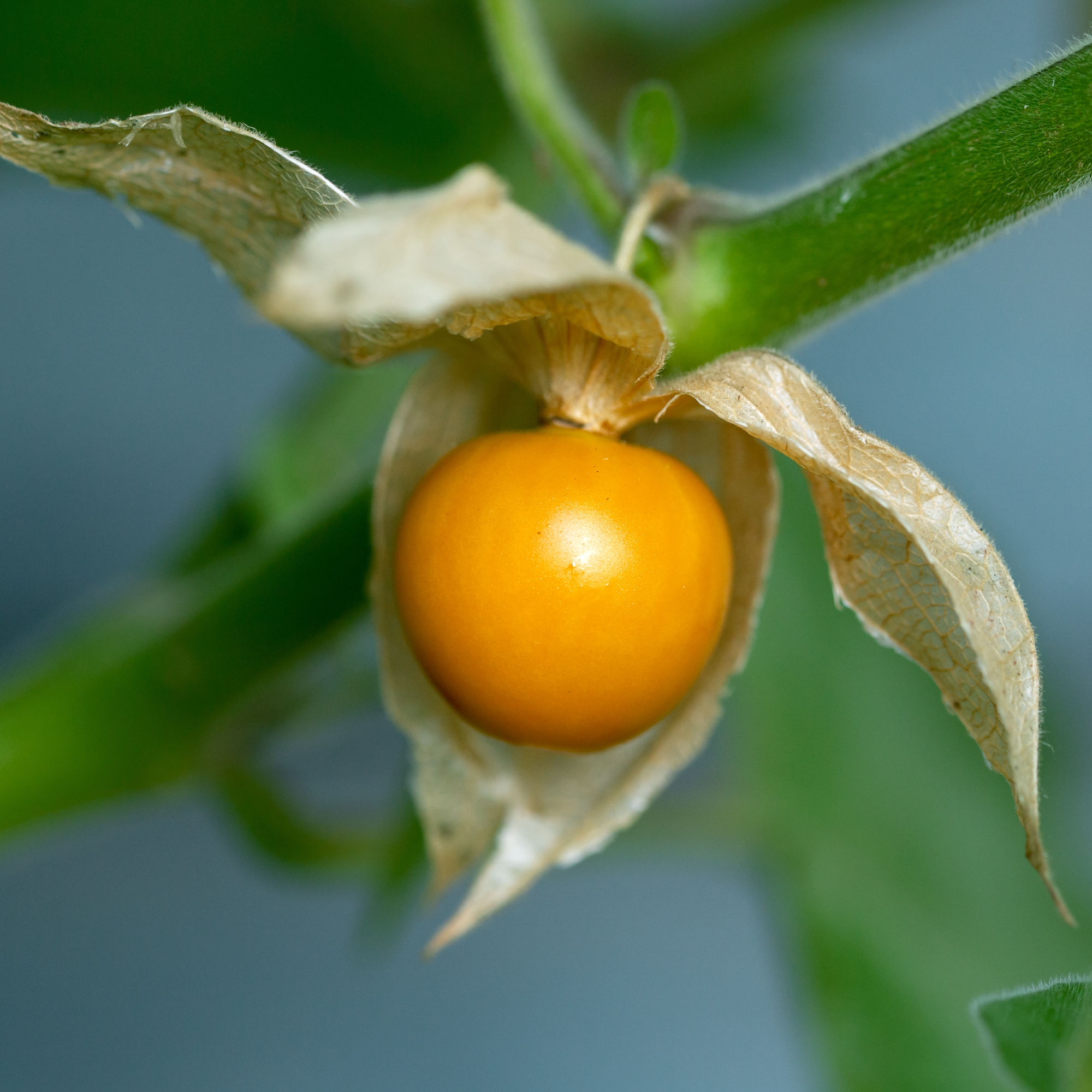 Golden Berry Cape Gooseberry Seeds by Piccolo Seeds