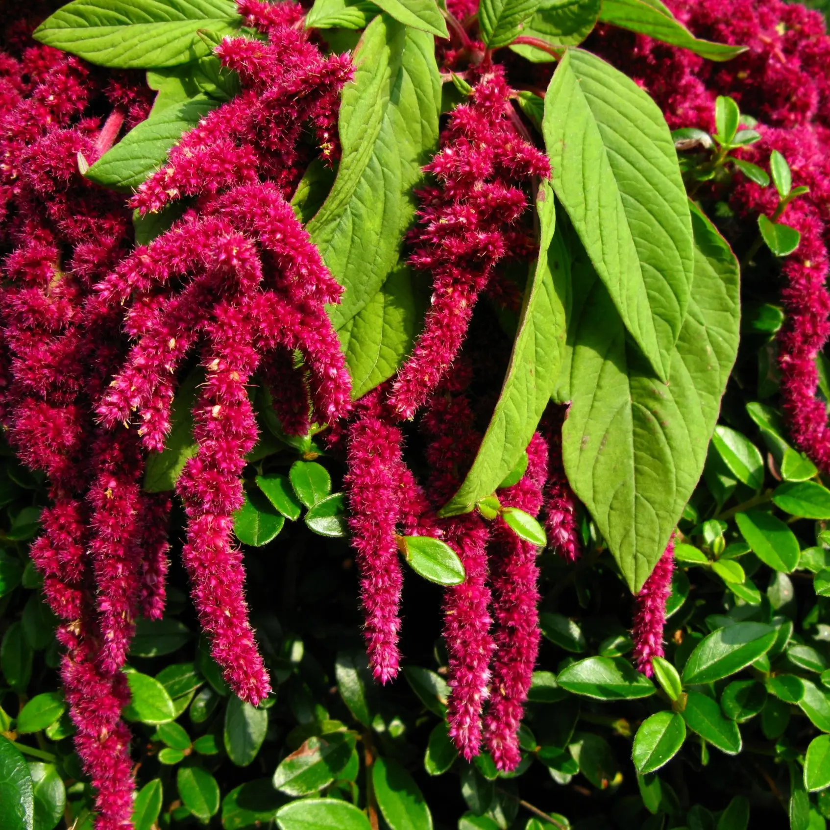 Amaranth 'love Lies Bleeding' Seeds