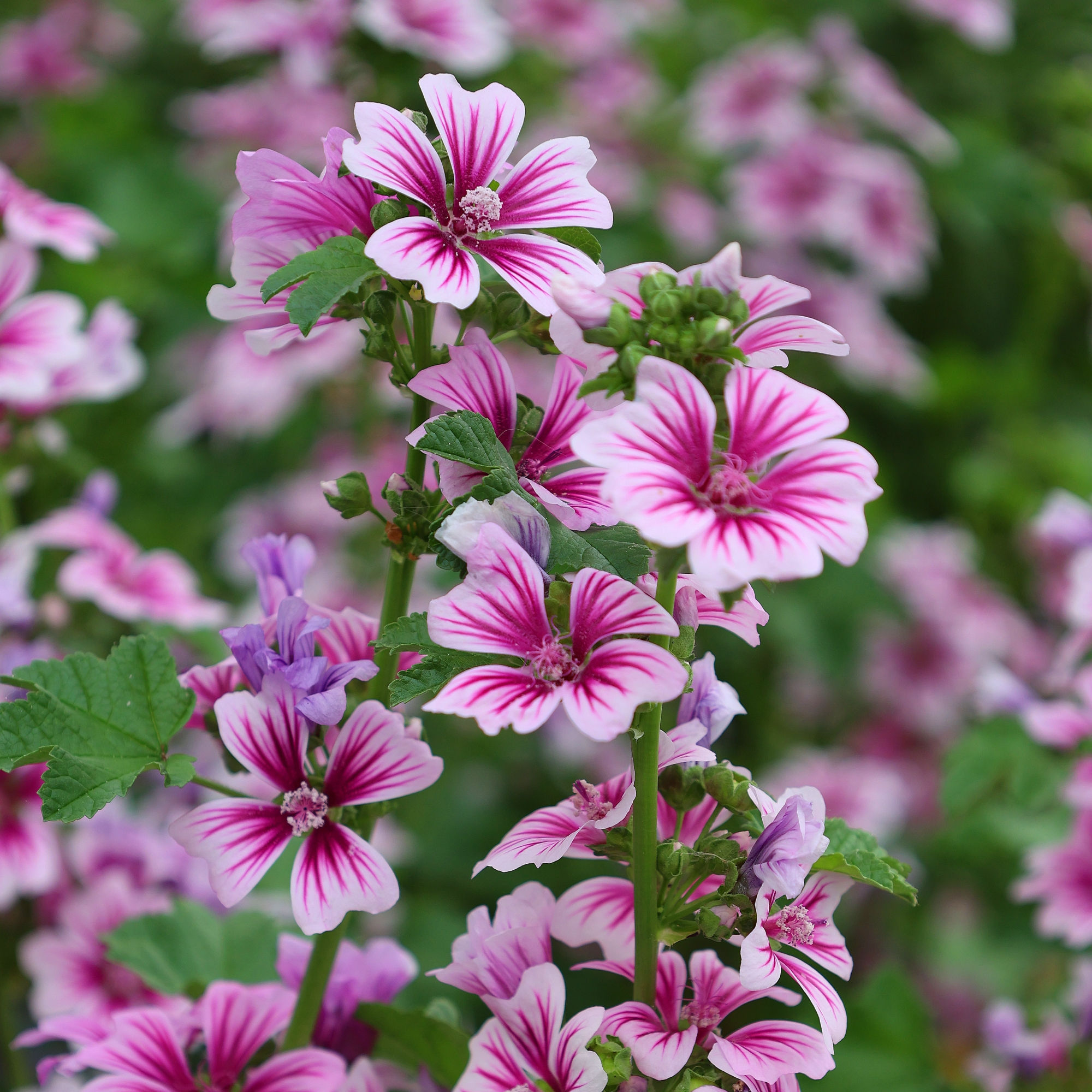 Zebrina Mallow Seeds by Piccolo Seeds