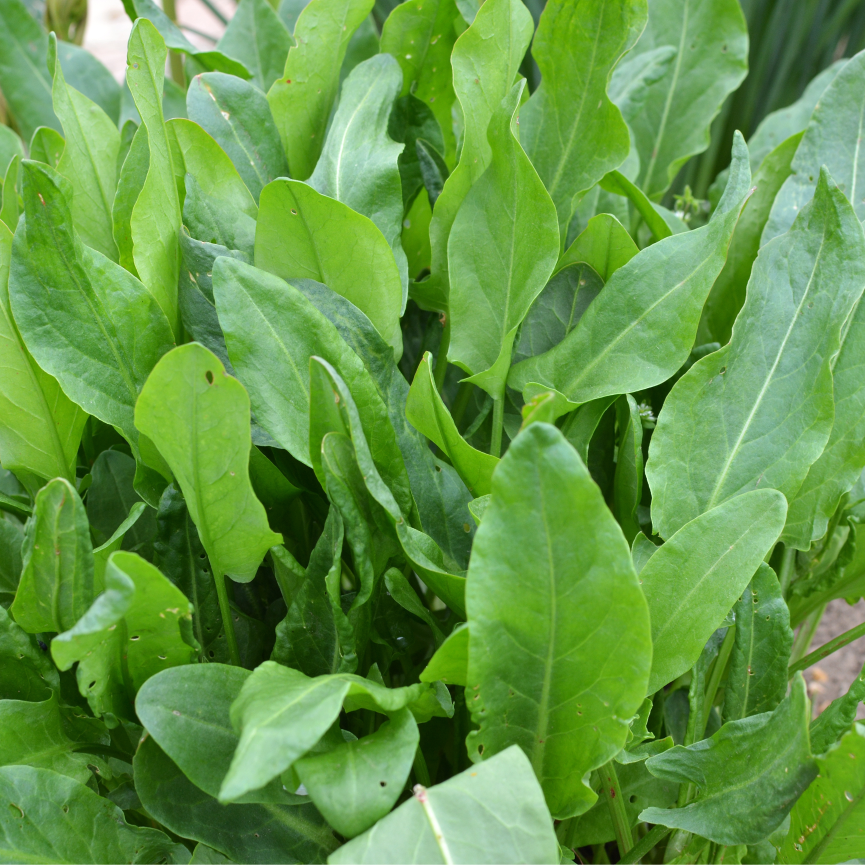 Sorrel Large de Belleville Seeds by Piccolo Seeds