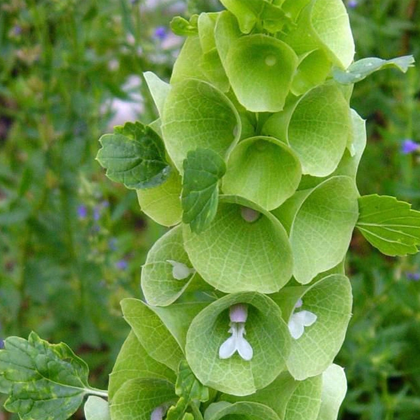 Bells of Ireland Seeds by Herboo