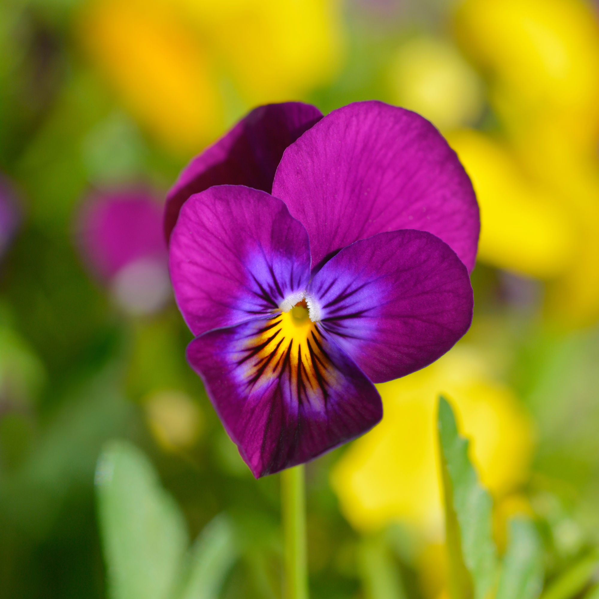 Violet King Henry by Piccolo Seeds