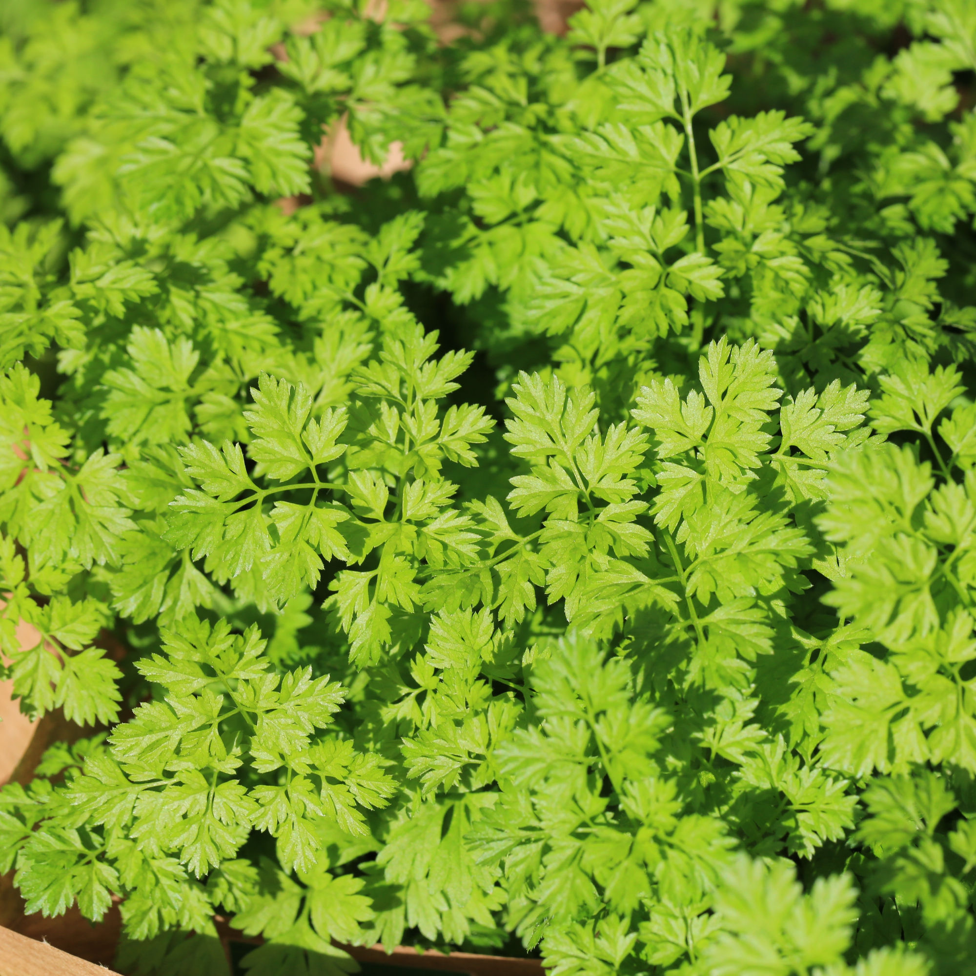 Chervil Brussels Winter Seeds by Piccolo Seeds