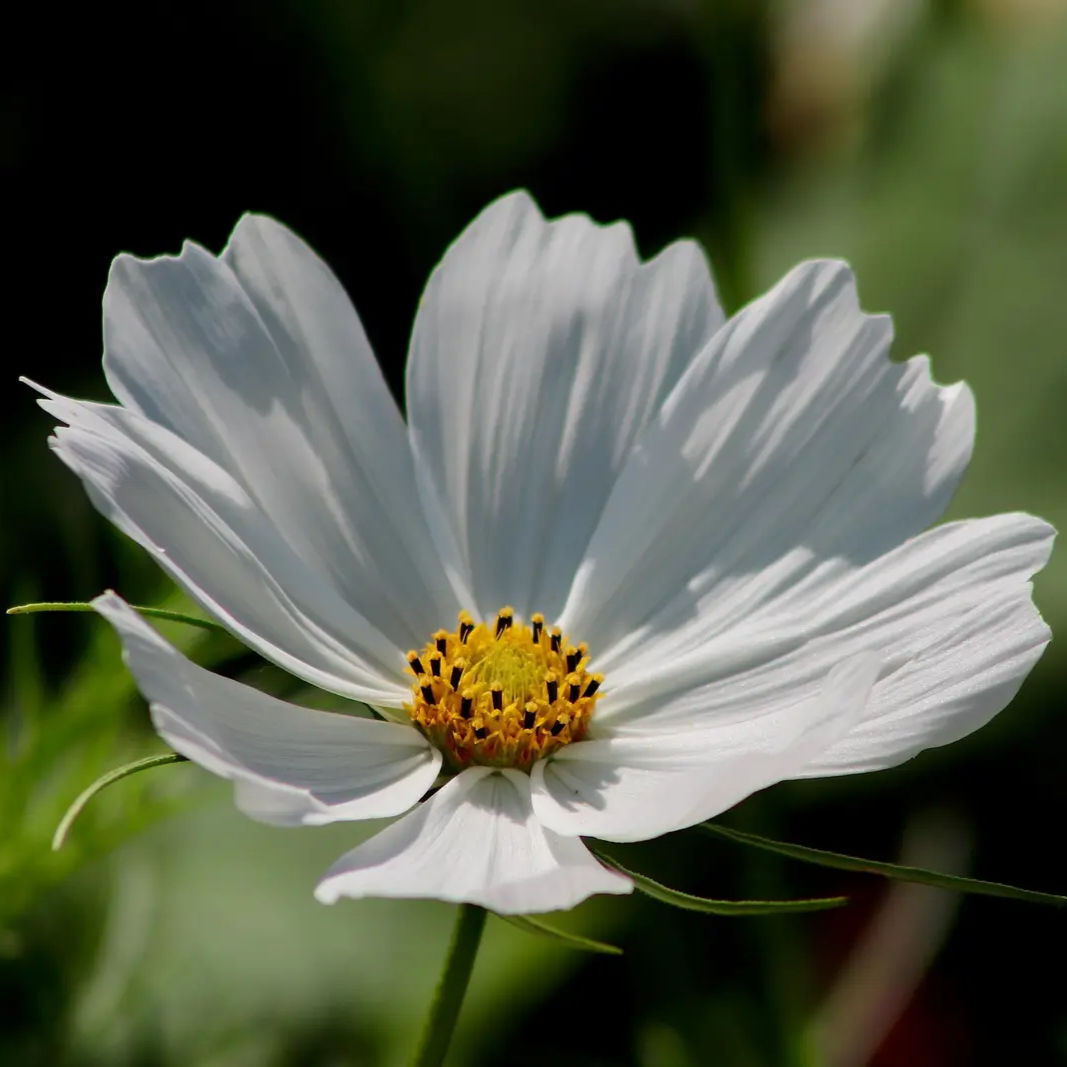 Cosmos 'Purity White' Seeds by Herboo