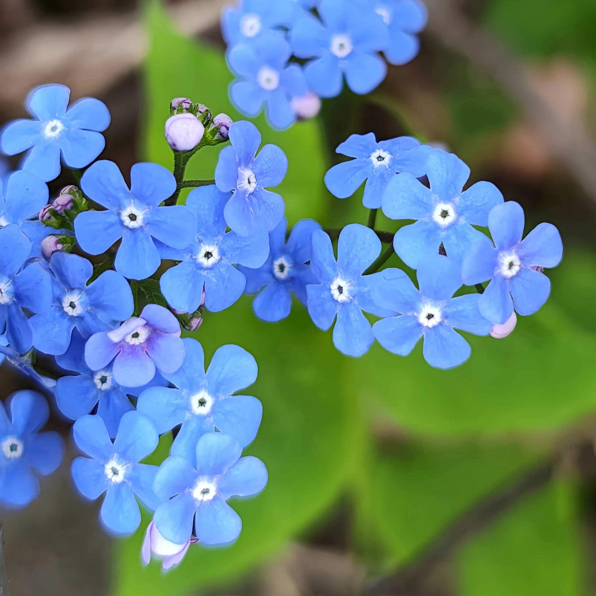 Forget-Me-Not-Seeds by Seed Revolution