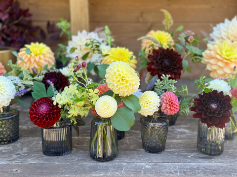 Dahlia Bud Vases, Pompon Dahlias, Local Connecticut Flower Farms