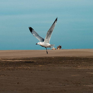 wildlife photography tony tzo