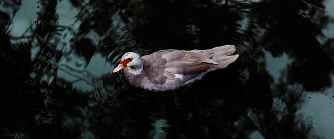 2. New poem vid - Cinematic.00_02_13_41.Still016.jpg