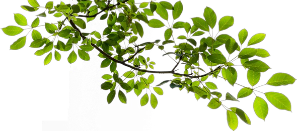 pngwing.com (11).png