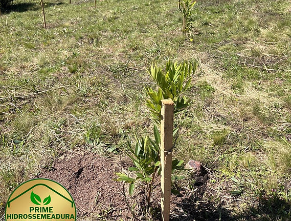 WhatsApp Image 2025-09-22 at 17.01.18.jpeg