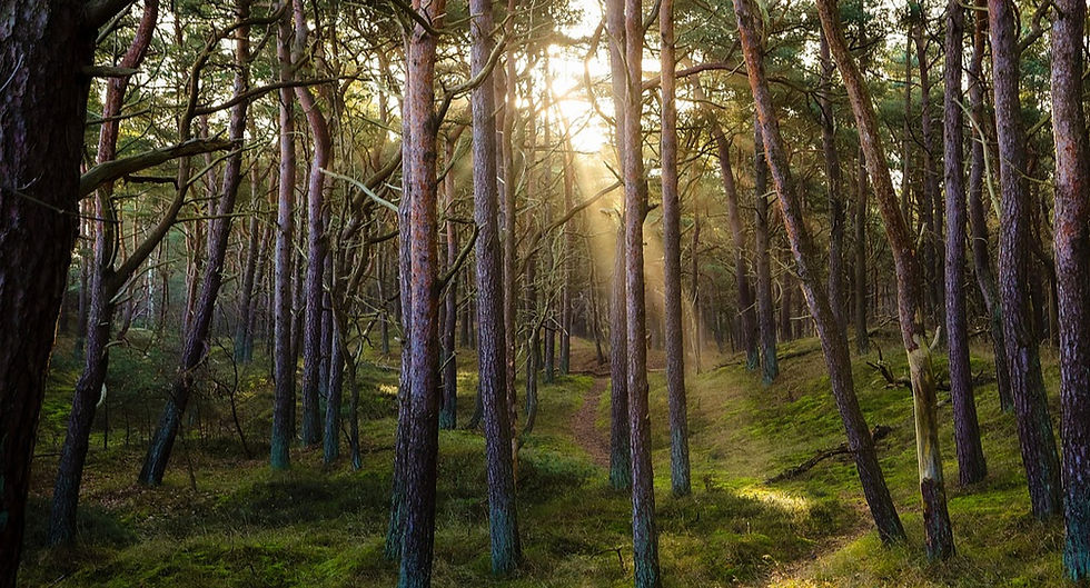 Amitav Ghosh’s Entry to Future Library 