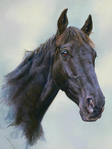 Mr friday Black Horse Portrait