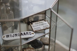 Koeiesteyn wijngaard