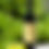 Thumbnail: Fragaria White Tamjanika