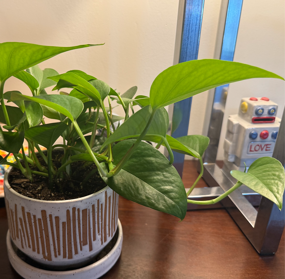 A single plant growing upright in a simple pot against a clean background — a quiet image of something reaching toward its own standard of growth without comparison.