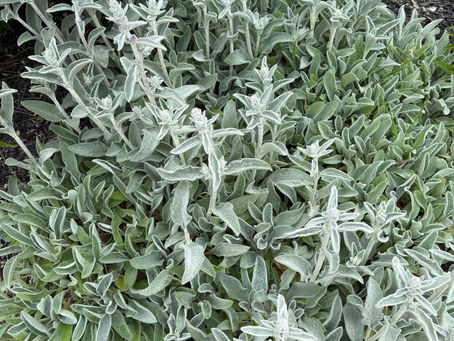 A lush garden planting of lamb's ear — soft, silver-green leaves with a velvety texture, growing low and full against dark mulch.