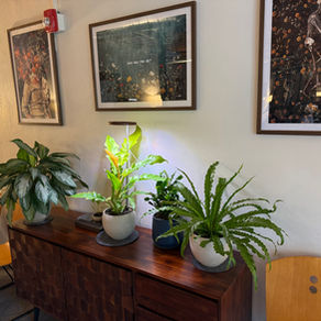 A dark wood sideboard at Tim Jackson Counseling in East Nashville, topped with four potted plants lit by a grow light. Three framed art prints hang above — including a central piece with the text "You Are the Art" surrounded by wildflowers.