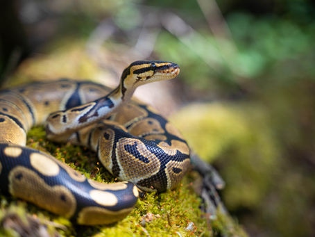Python Husbandry 101: Caring for Your Slithery Friend