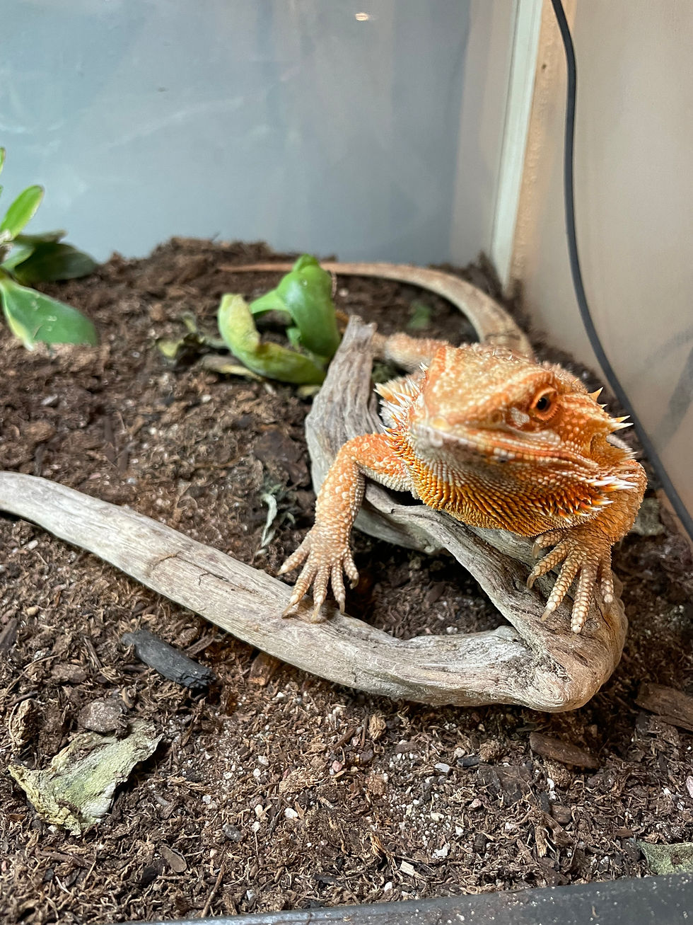 Bearded Dragon Environment