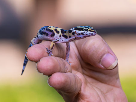 Why Exotic Pet Sitting