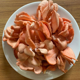 Fresh Pink Oyster Mushroom