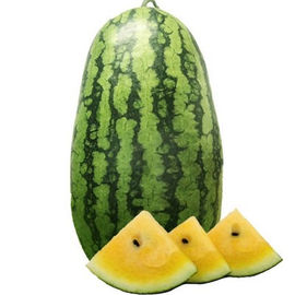Yellow Stone Watermelon, Bulk Order Yellow Stone