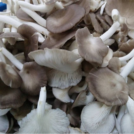 Fresh Pheonix Mushroom