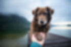 Old DOG.jpeg