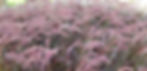 Purple Fountain Grass