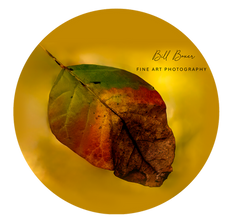 Bill Boxer Photography