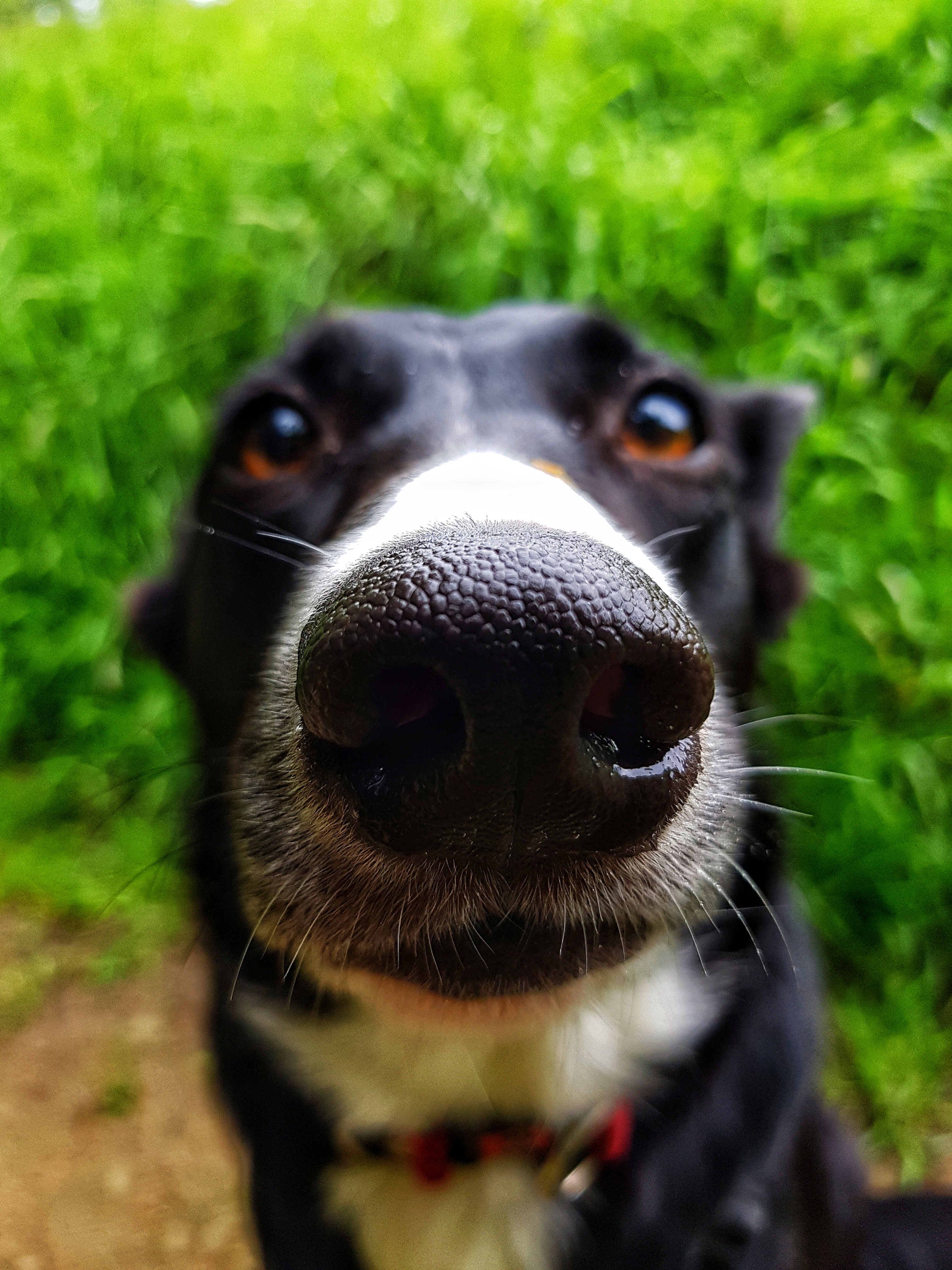 Writer: The Cambridge Dog Lodge